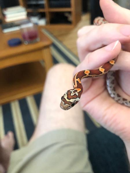 Now that she's figured out she can't swallow a whole human, she doesn't bite and is super chill when I hold her---also very inquisitive!