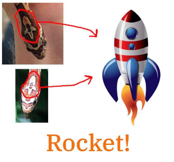 The name Rocket comes from the rocket on her head.